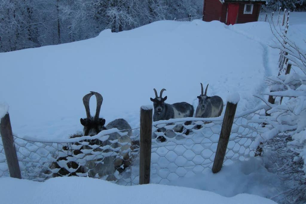 Skjerping Gardshus, Villa Lonevag Luaran gambar